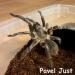 Aphonopelma seemanni