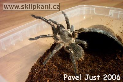 Aphonopelma_seemanni