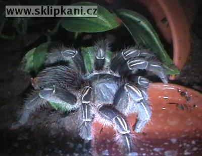 Aphonopelma_seemanni