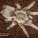 Aphonopelma seemanni