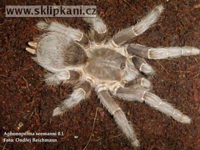 Aphonopelma-seemanni