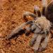 Aphonopelma smithi