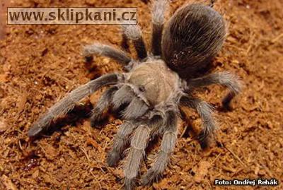 Aphonopelma-smithi