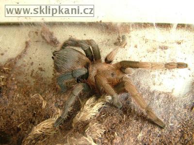 Aphonopelma_stoicum