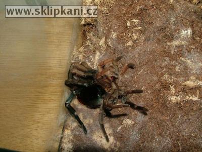 Aphonopelma-stoicum