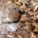 Aphonopelma stoicum