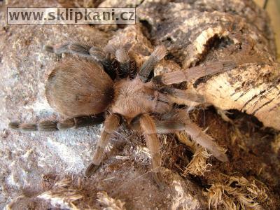 Aphonopelma_stoicum