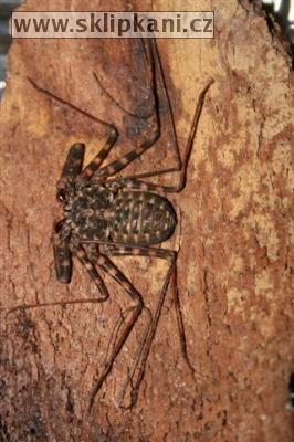 Arachnida_Amblypigi