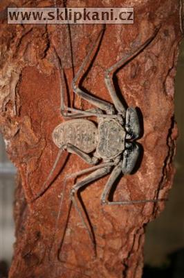 Arachnida_Amblypigi