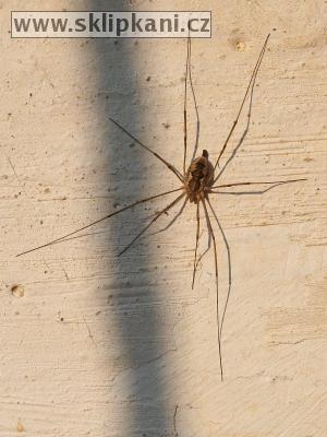 Arachnida_Opilliones