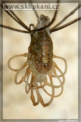 Arachnida_Opilliones