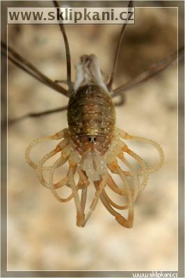 Arachnida_Opilliones