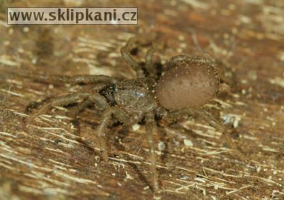 Arachnida_Paratropididae