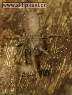 Arachnida_Paratropididae