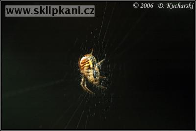 Araneidae