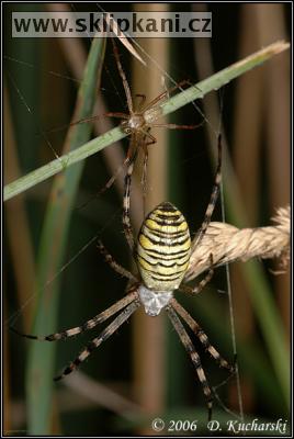 Araneae_Araneidae