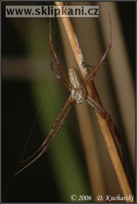 Araneae_Araneidae