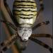 Araneae Araneidae