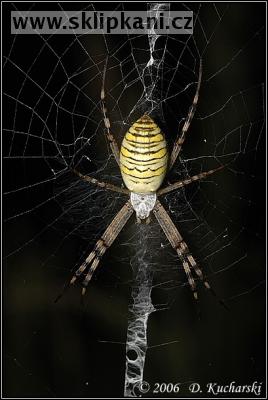 Araneae_Araneidae