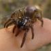 Araneae Ctenizidae