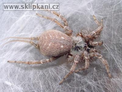 Araneae_Dipluridae