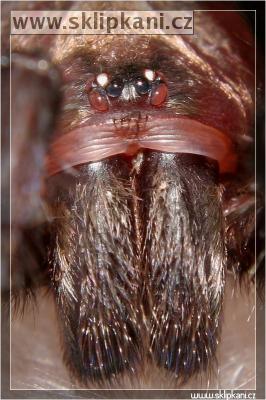 Araneae_Dipluridae