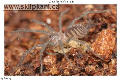Araneae_Dipluridae