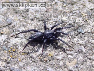 Araneae_Gnaphosidae