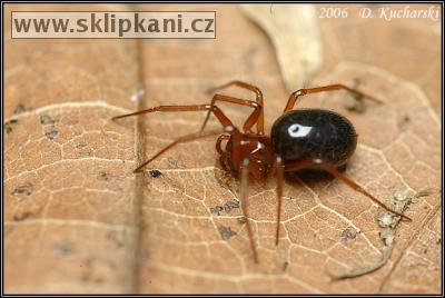 Araneae_Linyphiidae