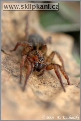 Lycosidae_Trochosa