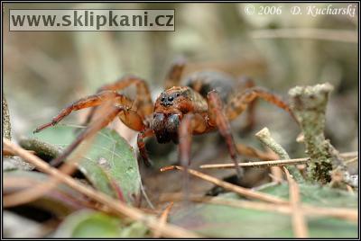 Araneae_Lycosidae