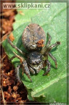 Araneae_Salticidae