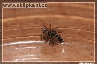 Araneae_Salticidae