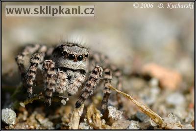 Araneae_Salticidae