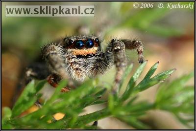 Araneae_Salticidae