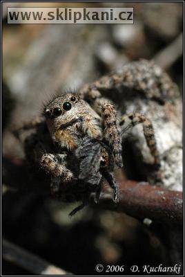 Araneae_Salticidae