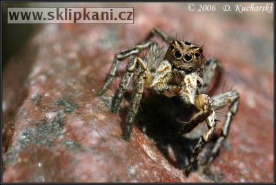 Araneae_Salticidae