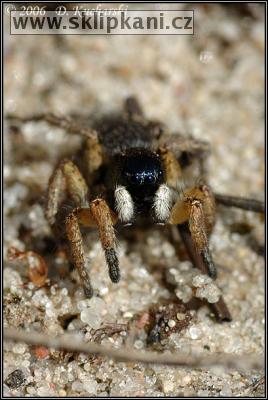 Araneae_Salticidae