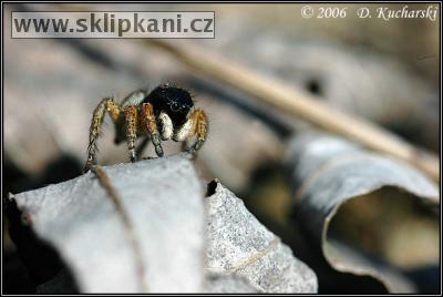 Araneae_Salticidae