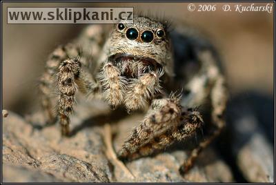 Araneae_Salticidae