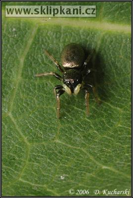 Araneae_Salticidae