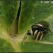 Araneae Salticidae