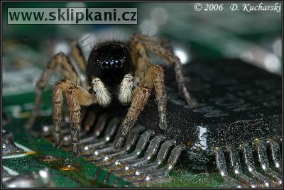 Araneae_Salticidae