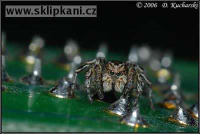 Araneae_Salticidae