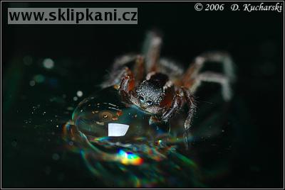 Araneae_Salticidae