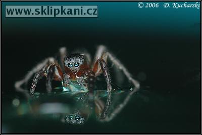 Salticidae_Sitticus