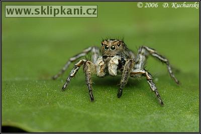 Araneae_Salticidae