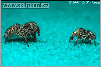 Araneae_Salticidae