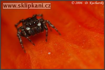 Araneae_Salticidae