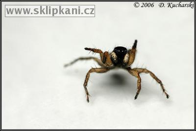 Araneae_Salticidae